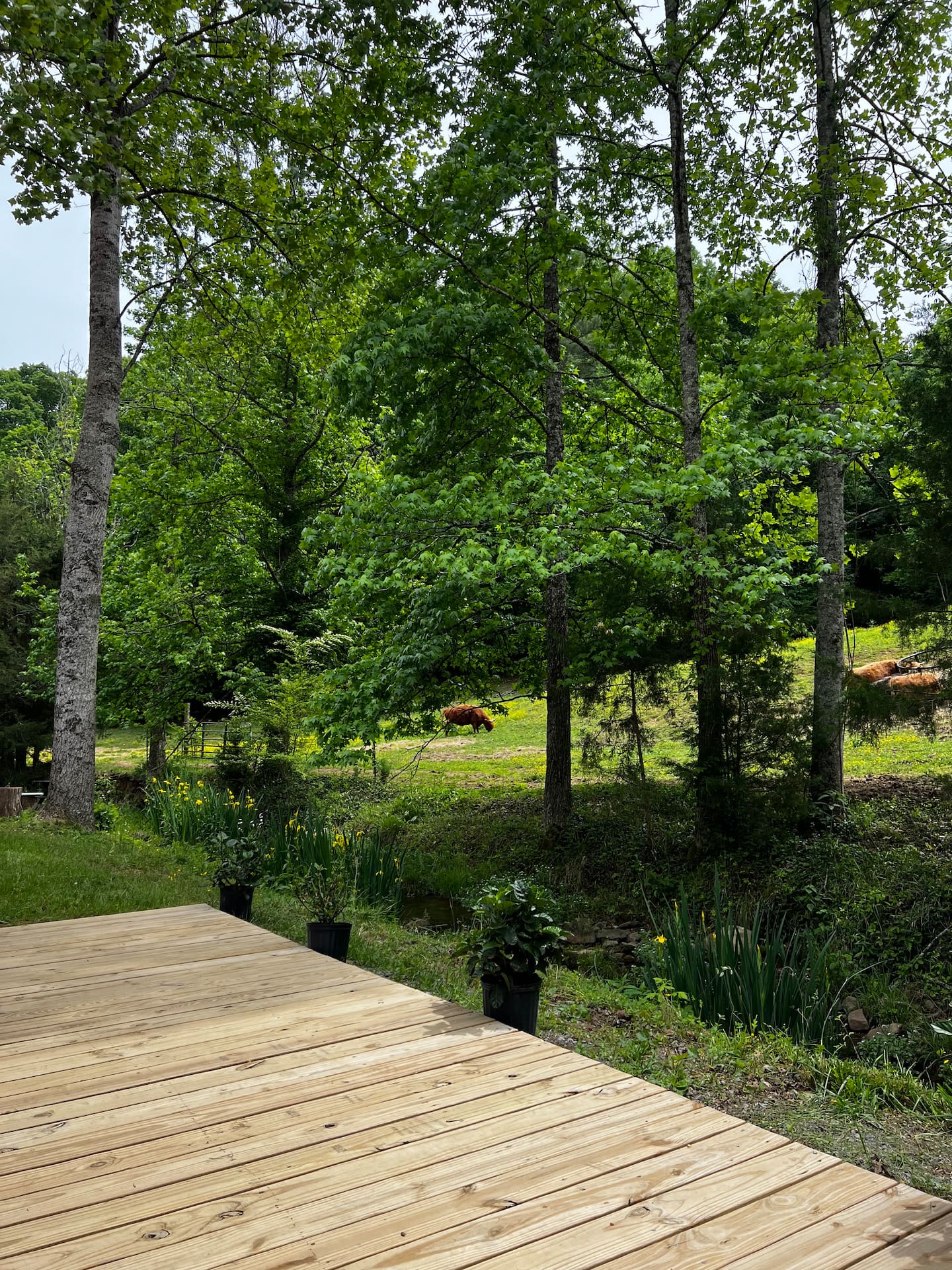 Wooden deck at Hideout with Highlanders overlooking the pasture at God's Country Ranch