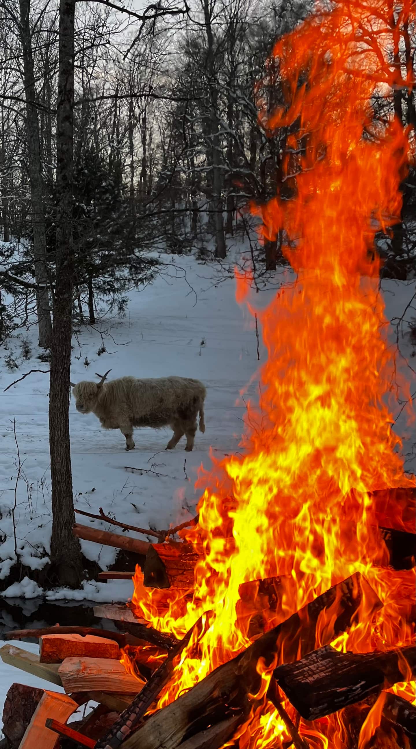 Wintertime bonfire with a Highland cow in the snowy background