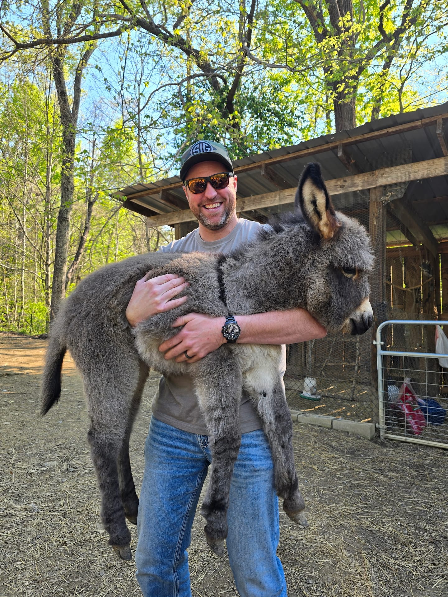 Mini donkey being carried at the ranch