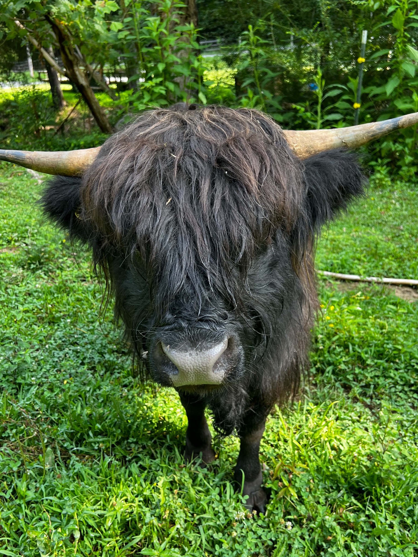 Goliath, the Highland bull at God's Country Ranch, with his long horns